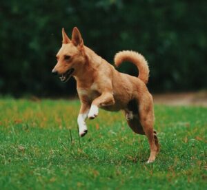 Prise en charge d’une mutuelle pour chien